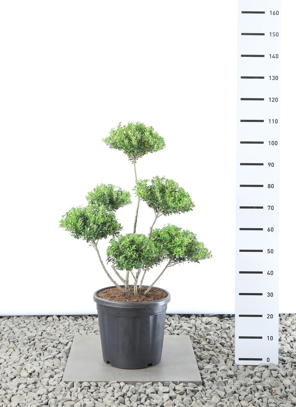 Ilex maximowicziana kanehirae - 60-80 CM Multiplateau EXTRA in Cont.